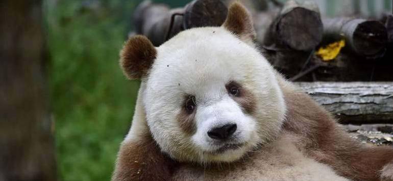 棕色的小熊猫是大熊猫的宝宝吗
